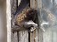 Pipistrelle Bat