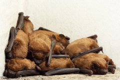 group of bats